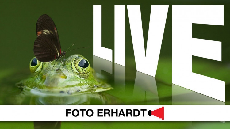 Foto Erhardt LIVE - Thema: Froschperspektive